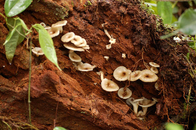 Image of Polyporus