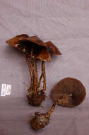 Psilocybe zapotecorum R. Heim 1957的圖片