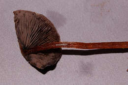 Psilocybe zapotecorum R. Heim 1957的圖片