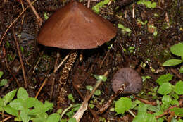 Psilocybe zapotecorum R. Heim 1957的圖片