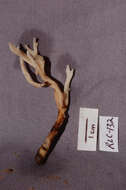 Image of Ramariopsis