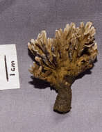 Image of Thelephora