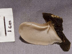 Image of unclassified Auriculariales