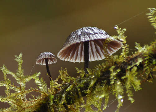 Image of Marasmius