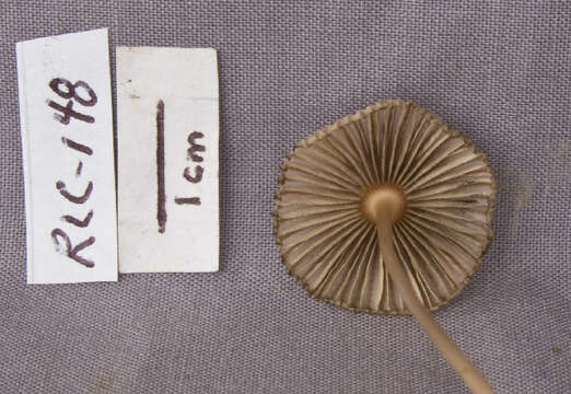 Image of Coprinus