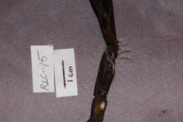Image of Pterulaceae