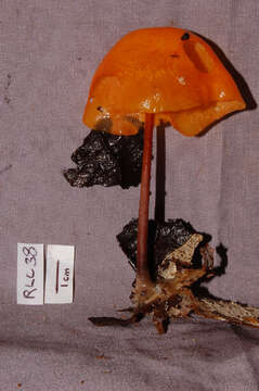 Image de Marasmius cladophyllus Berk. 1856