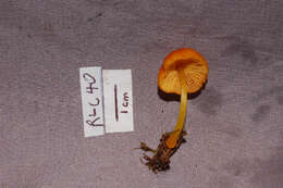 Image of Pluteus