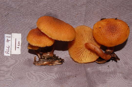 Image of Gymnopilus lepidotus Hesler 1969