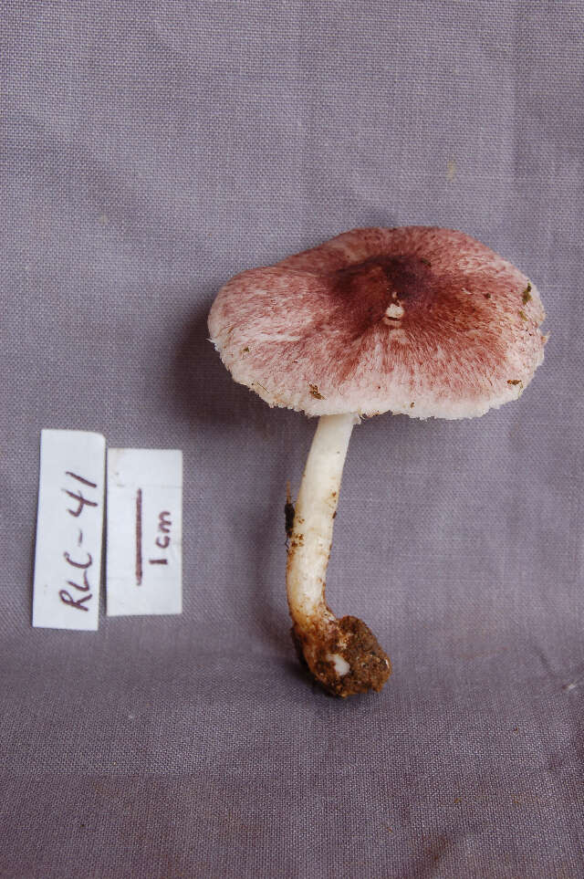 Image of Lepiota