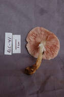 Image of Lepiota