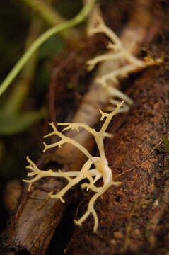 Image of Calocera