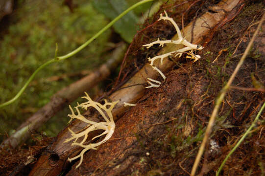 Image de Calocera