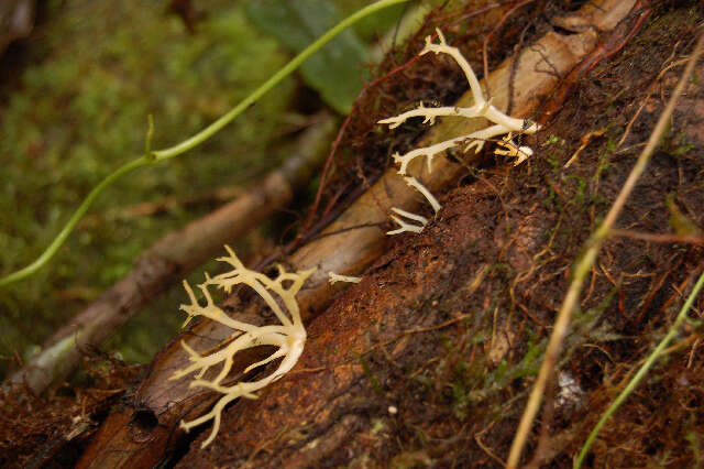 Image of Calocera