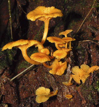 Image of Collybia