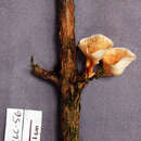 Image of Podoscypha cristata (Berk. & M. A. Curtis) D. A. Reid 1965