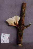 Image of Podoscypha cristata (Berk. & M. A. Curtis) D. A. Reid 1965