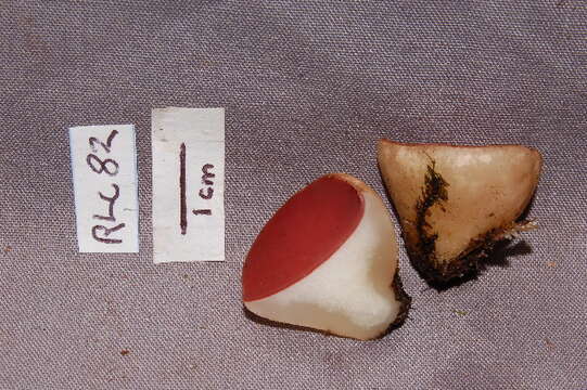 Image of Phillipsia domingensis Berk. 1881