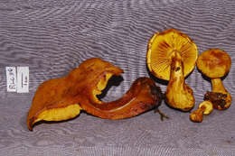 Image of Gymnopilus