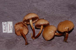 Image of Kuehneromyces