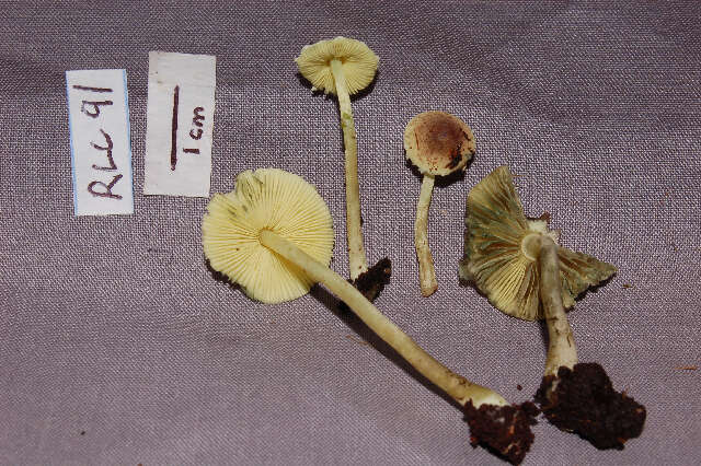 Image of Lepiota