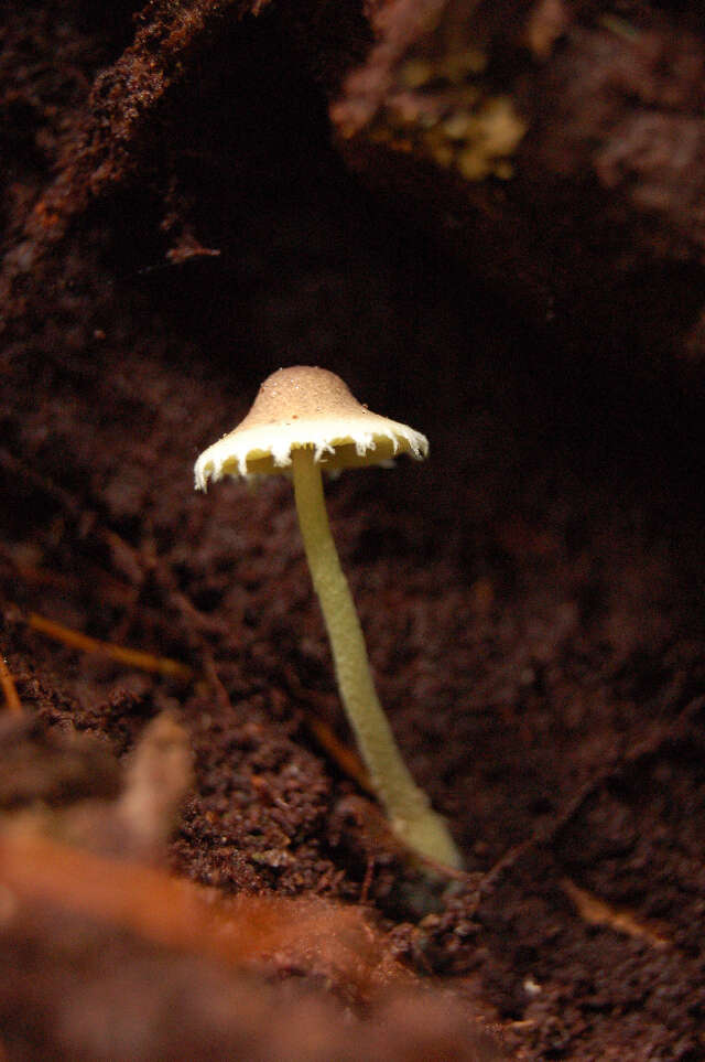 Image of Lepiota