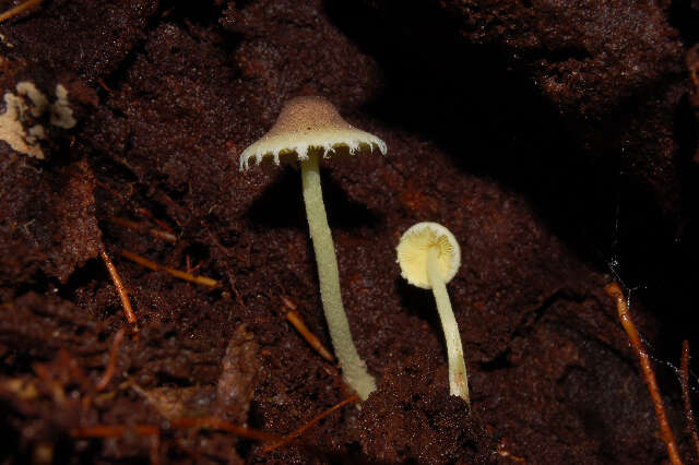 Image of Lepiota