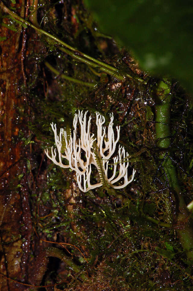 Image of Ramaria