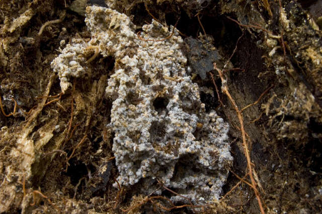 Image of Leucoagaricus