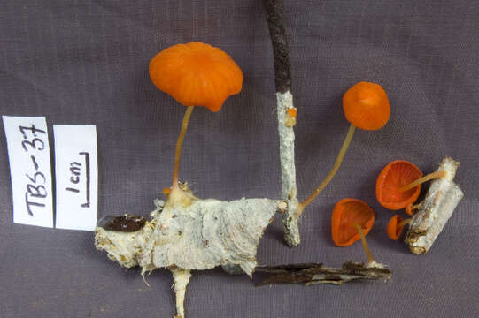 Image of Marasmius