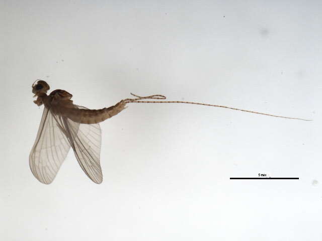 Image of Callibaetis pictus (Eaton 1871)