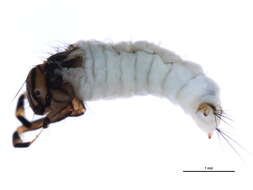 Image of Brachycentrus