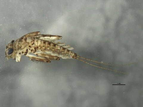 Image of Epeorus vitreus (Walker 1853)