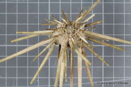 Image of Echinozoa
