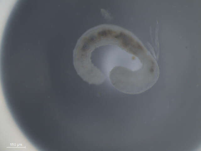 Image of Enchytraeida