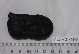 Image of Black sea cucumber