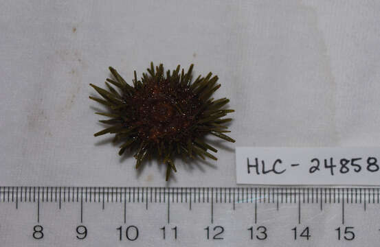 Image of Burrowing urchin