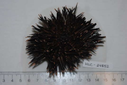 Image of Burrowing urchin