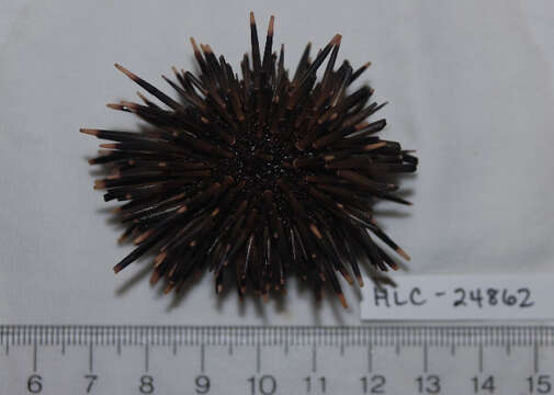 Image of Burrowing urchin