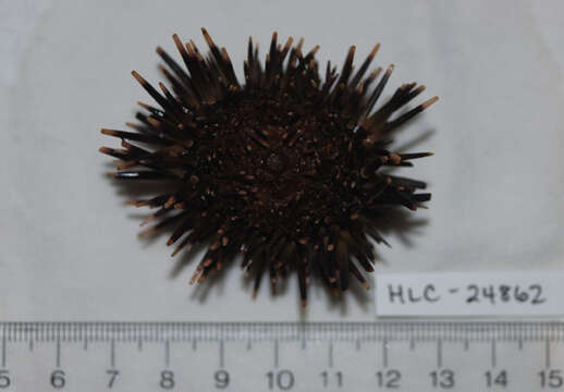 Image of Burrowing urchin