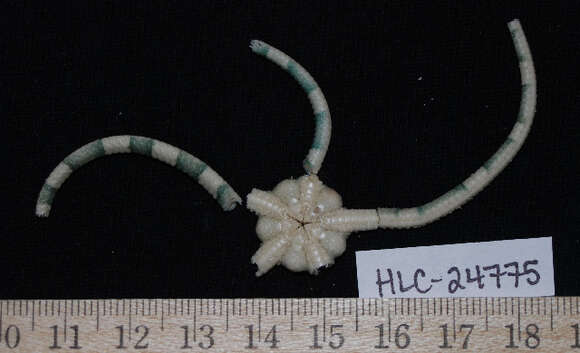 صورة Ophiarachnella gorgonia (Müller & Troschel 1842)