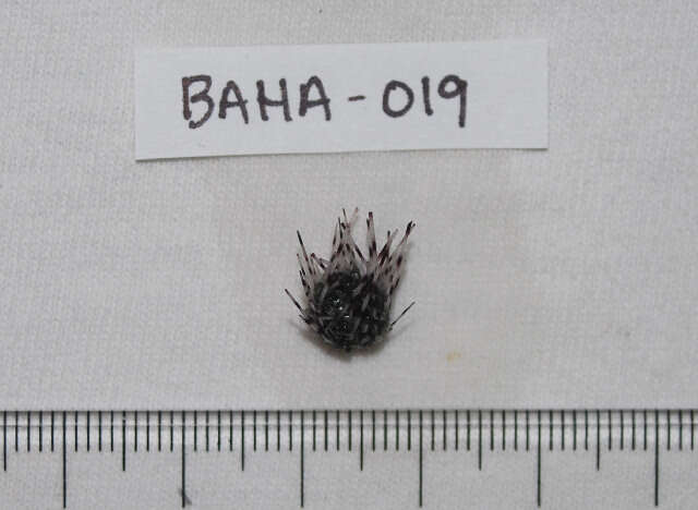 Image of spiny urchin