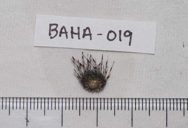 Image of spiny urchin