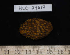 Image of Sand sifting sea cucumber