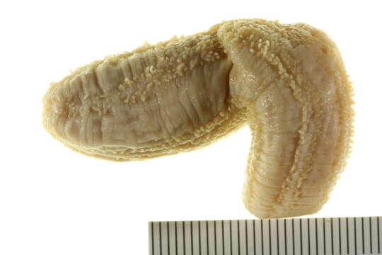 Image of stony sea cucumber