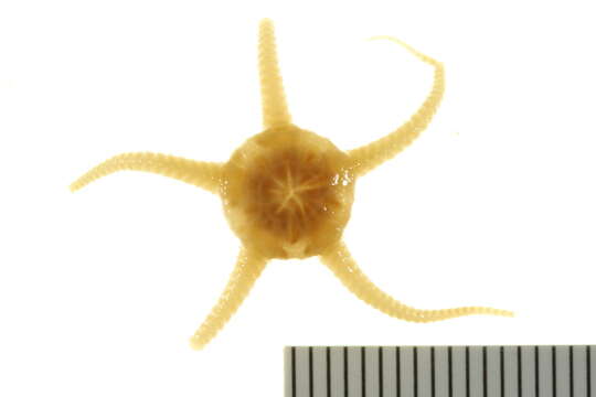 Image of Stegophiura nodosa (Lütken 1855)