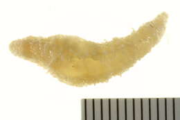 Image of stony sea cucumber