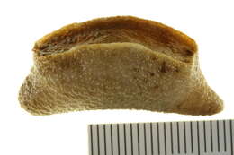 Image of Brown psolus 