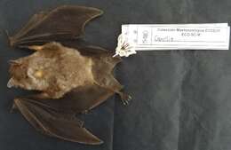 Image of bats