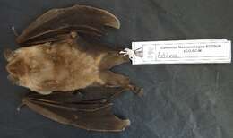 Image of bats